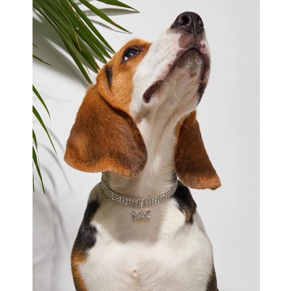 Rhinestone Decor Pet Necklace 🐩